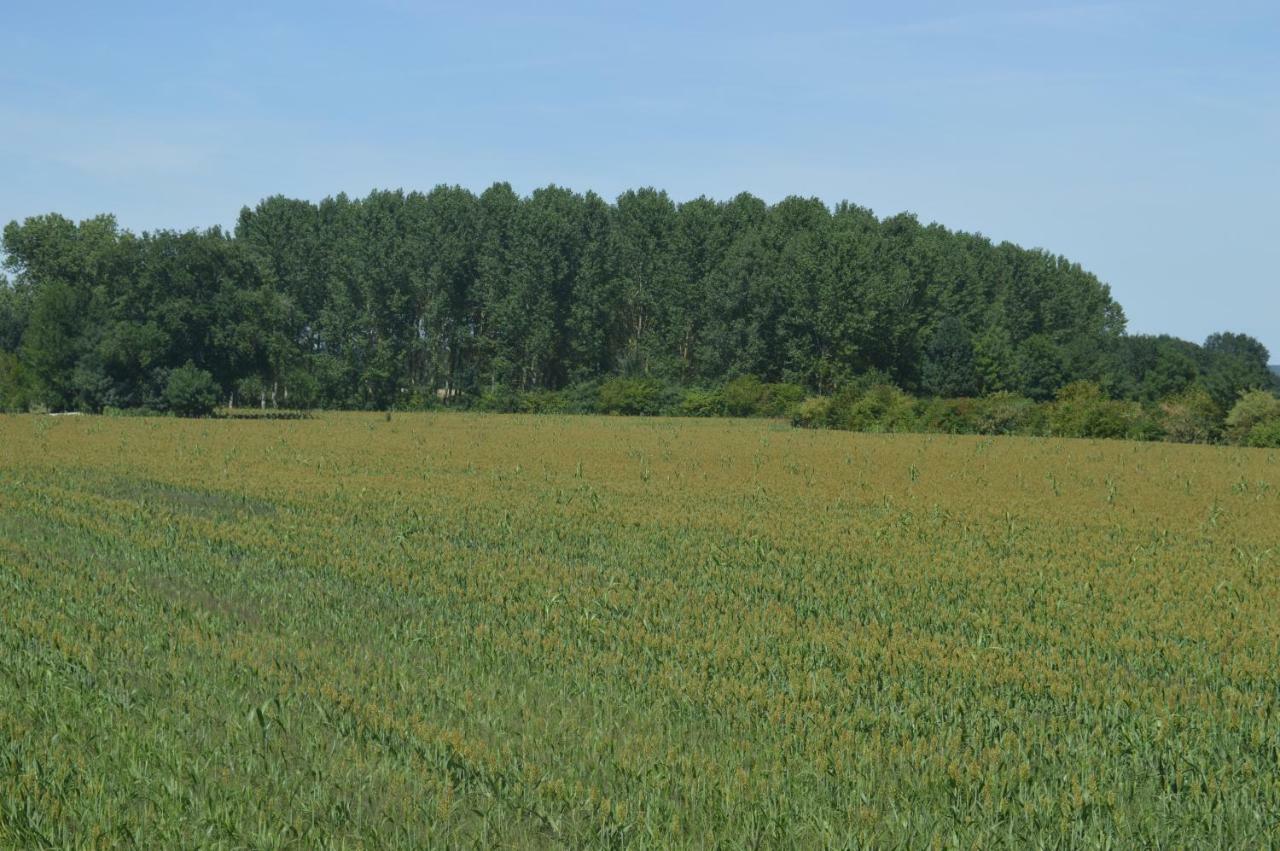 Gite Dans Le Vignoble De Bourgueil Le Port Boulet Eksteriør bilde